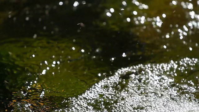 绿河的细节视频下载