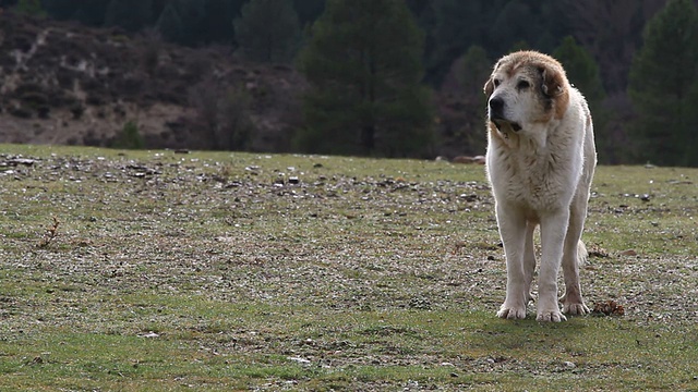 圣伯纳德犬在田野里视频下载