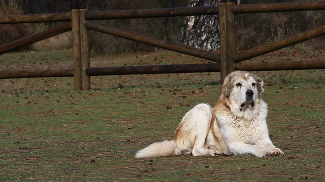 圣伯纳犬坐着视频下载