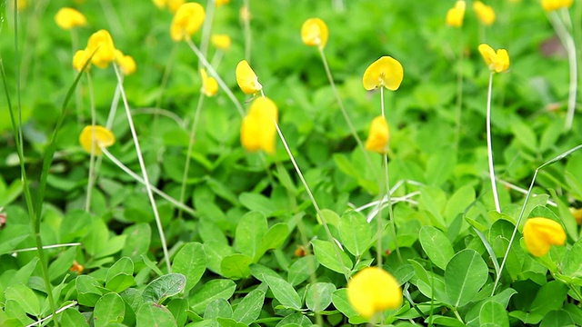 美丽的平托花生(Arachis pintoi)视频素材