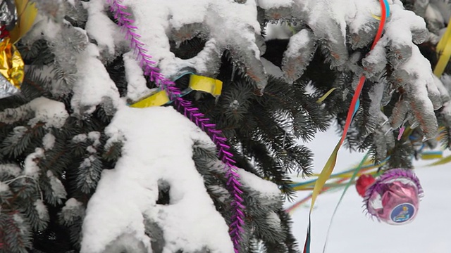 雪下的松树视频素材