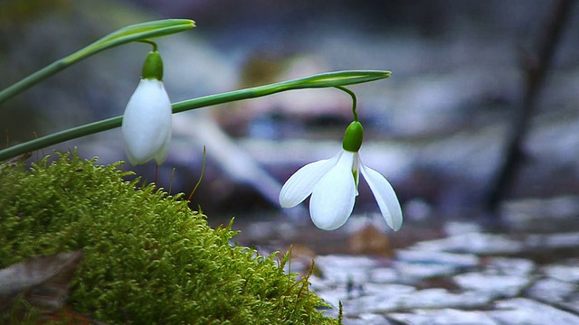 雪花莲关闭视频素材