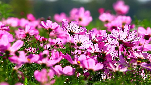 粉红色的花田视频素材