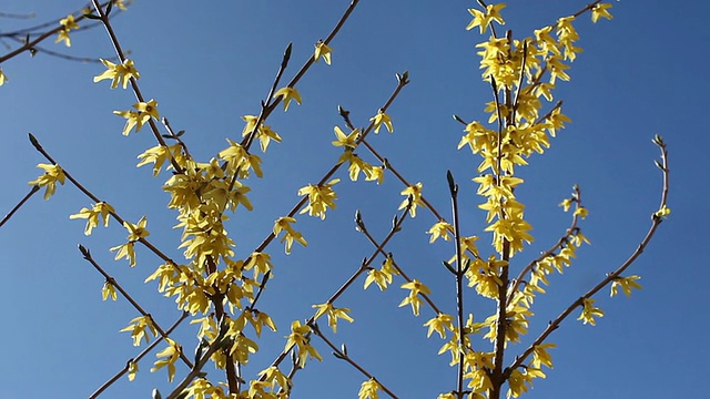 黄色的花朵forthysia视频素材