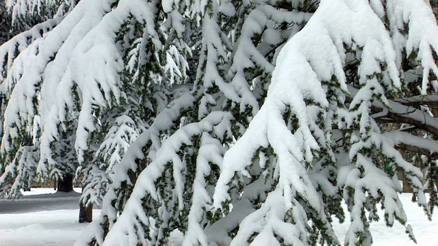 被雪覆盖的云杉视频素材