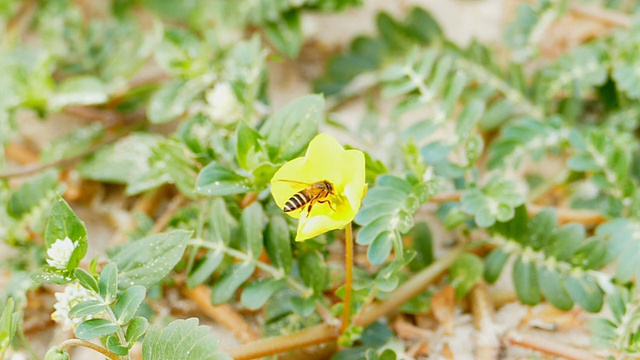 一只从花中吸食花蜜的蜜蜂。视频素材