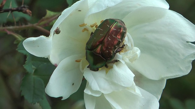 Cetonia aurata。视频素材