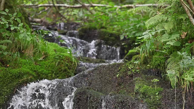 河流在森林中流动视频素材