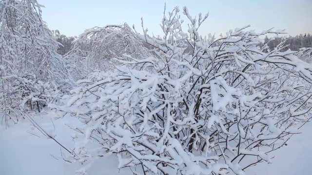 冬季森林视频素材