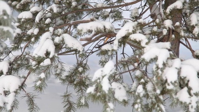 雪下的松树视频素材