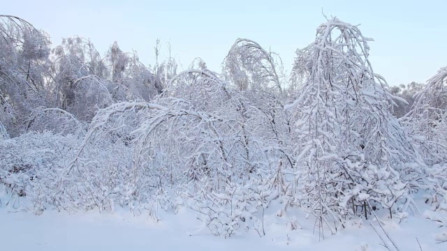 冬季森林视频素材