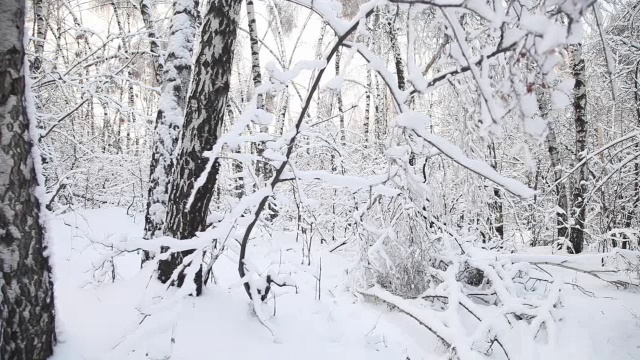 冬季森林视频素材