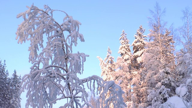 树，雪和太阳视频素材