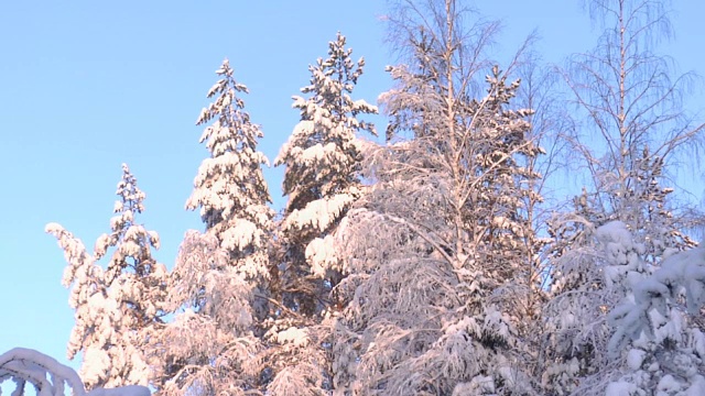 树，雪和太阳视频素材