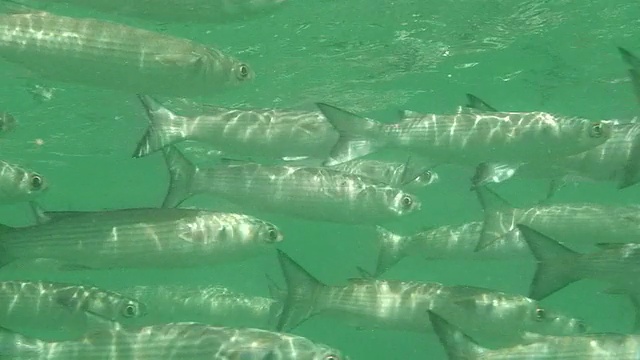 水下诱饵群视频素材