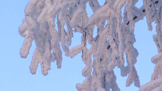 树，雪和蓝天视频素材