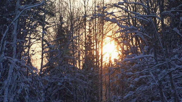 下雪的森林日落视频素材