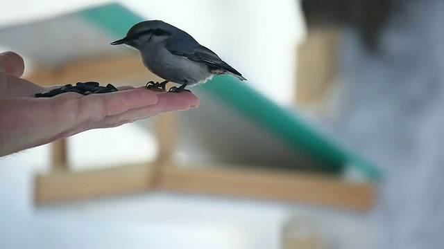 鸟类。视频素材