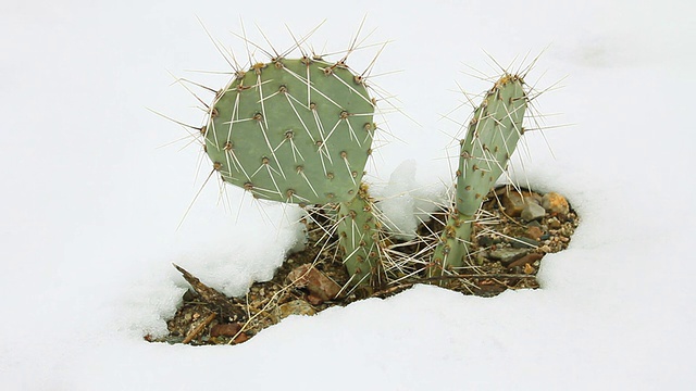 雪仙人掌视频素材