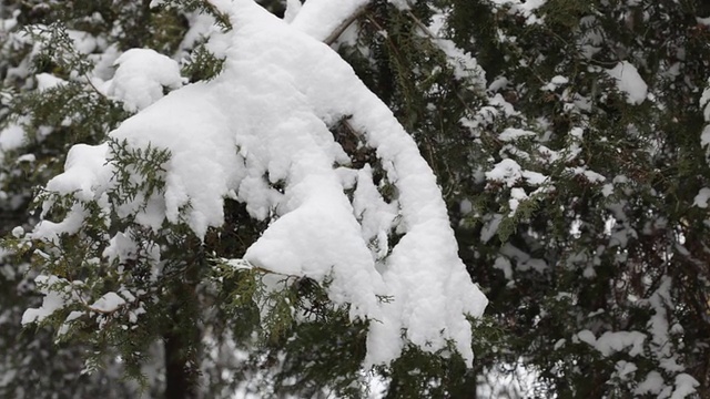 森林降雪视频素材