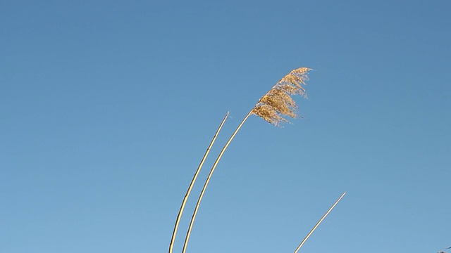 挥舞着芦苇视频素材