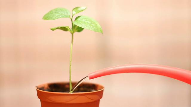 室内植物。视频素材