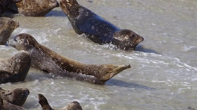 海港海豹沙滩海浪(高清)视频素材