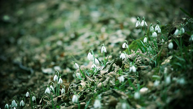 雪花莲视频素材