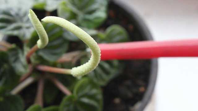 室内植物。视频素材