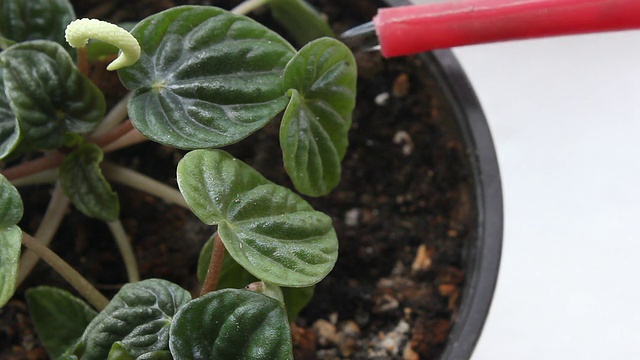 室内植物。视频素材