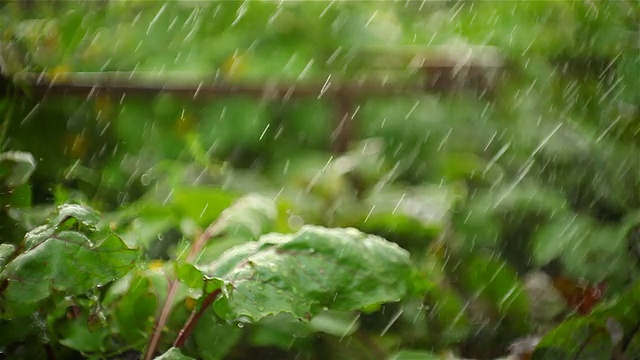 大雨滴落在植物上视频素材