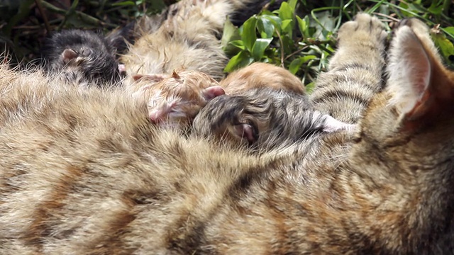 十分钟大的新生猫正在喝牛奶视频素材