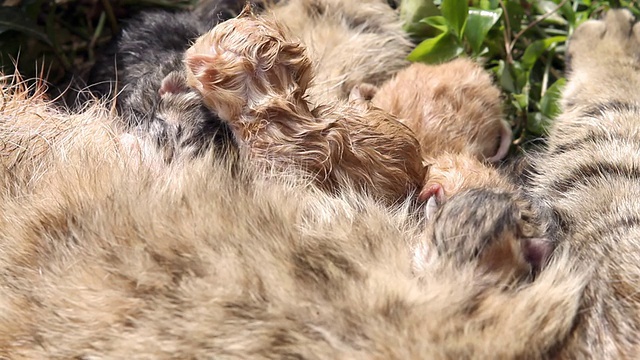 十分钟大的新生猫正在喝牛奶视频素材