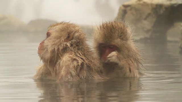 温泉中的雪猴(日本猕猴)视频素材