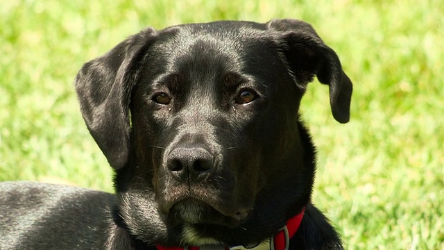 黑色拉布拉多寻回犬特写视频素材