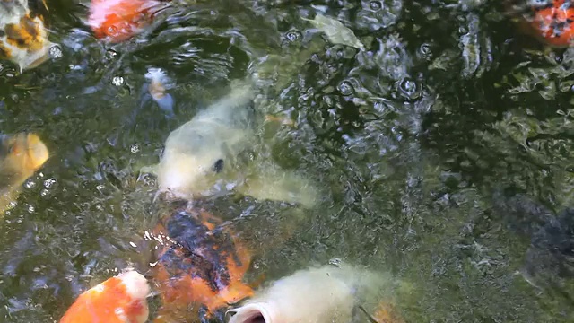 饥饿的鱼。视频下载