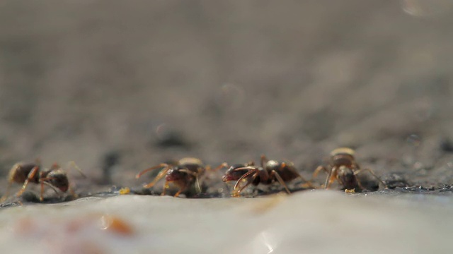 阿梅森 / 蚂蚁视频下载