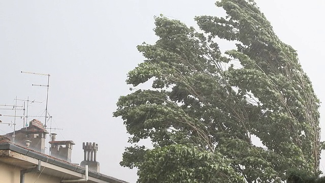 大风在暴风雨中摇动树视频素材