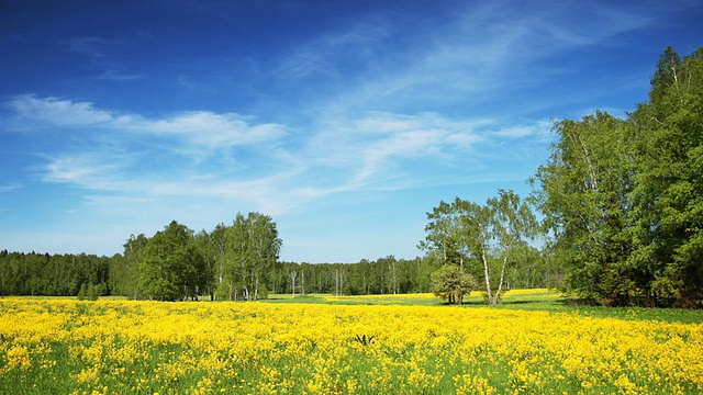 田野上盛开着黄色花朵的夏日风景视频素材