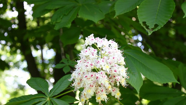 板栗花。视频素材