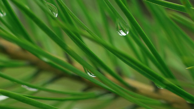 森林中的雨滴视频素材