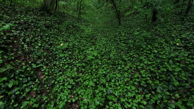 木头雨后视频素材