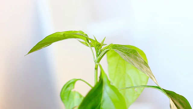 小植物上的瓢虫视频素材