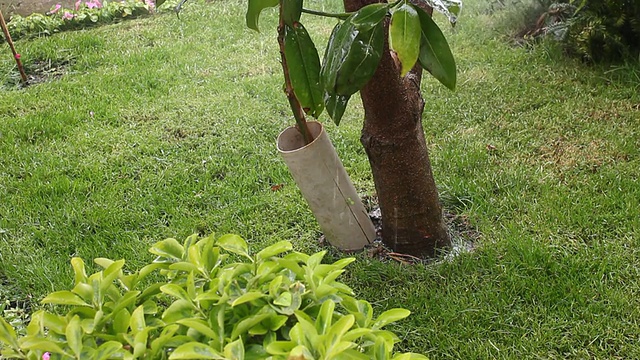 园艺及浇水植物视频素材