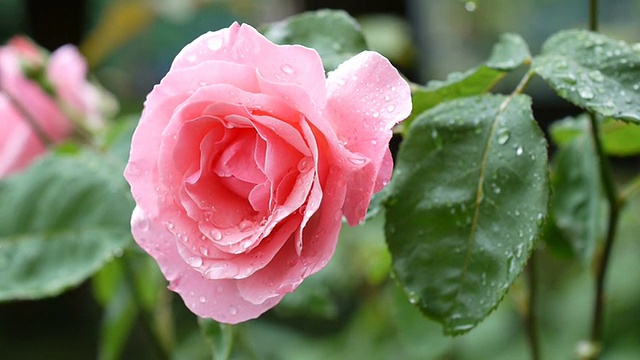 雨中的玫瑰视频素材