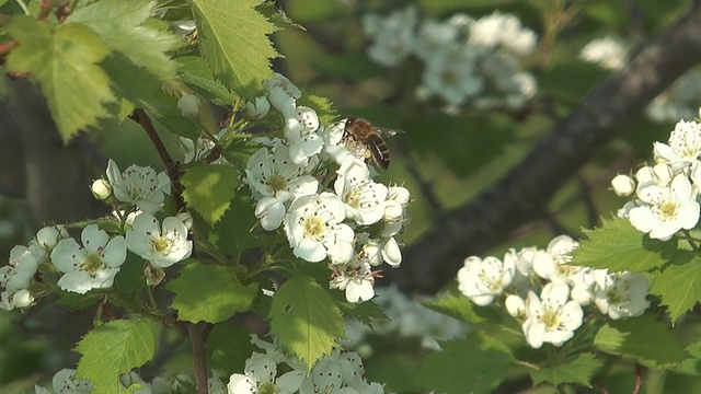 蜜蜂在山楂。视频素材