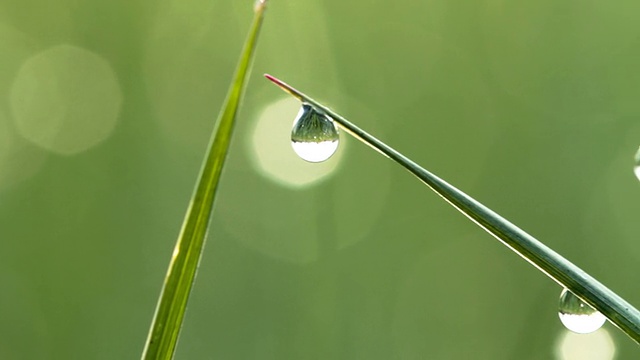 绿草上的露珠。用滑动条。视频素材