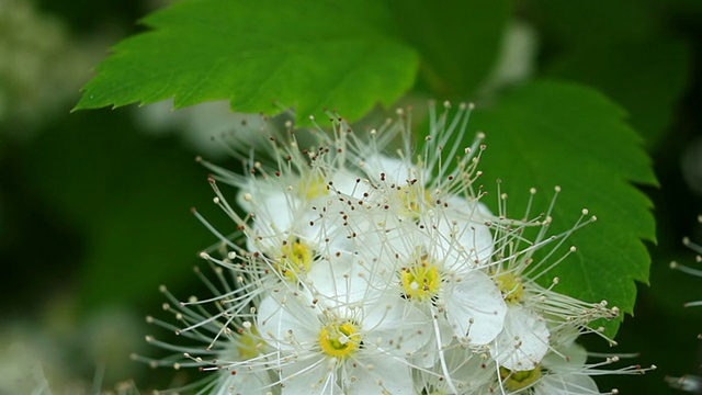 风花视频素材