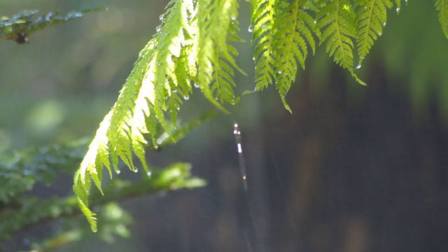 热带雨视频下载