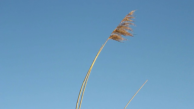 挥舞着芦苇视频素材